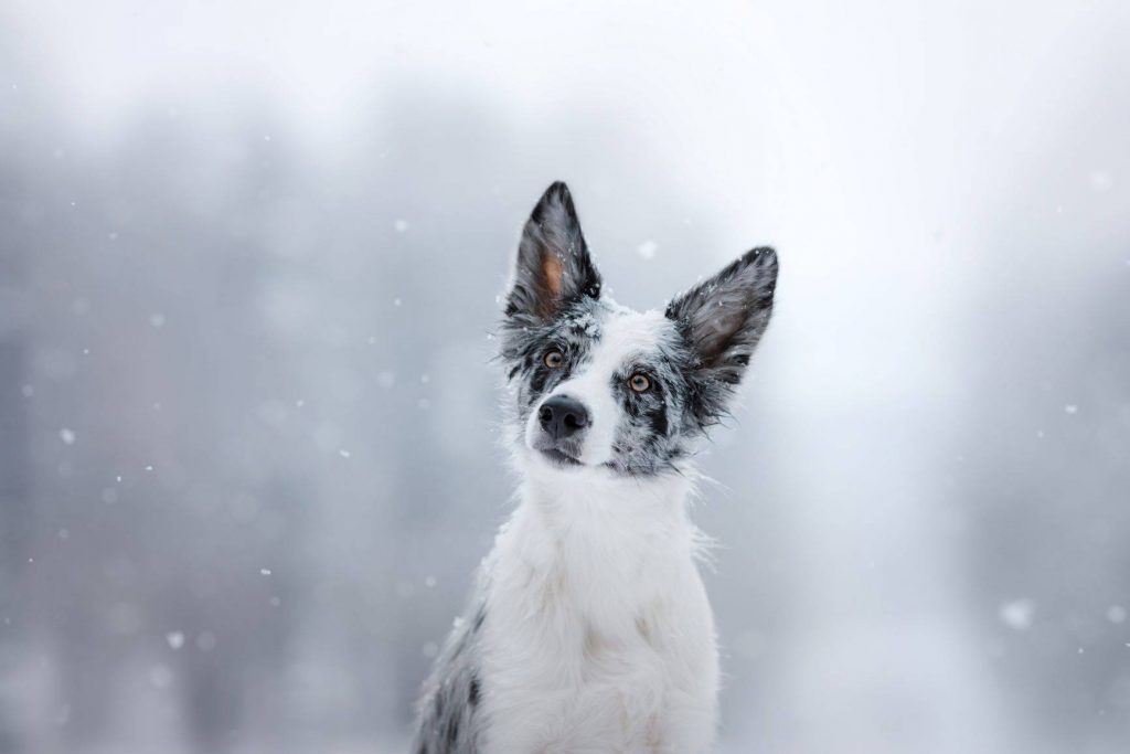 dog in snow1