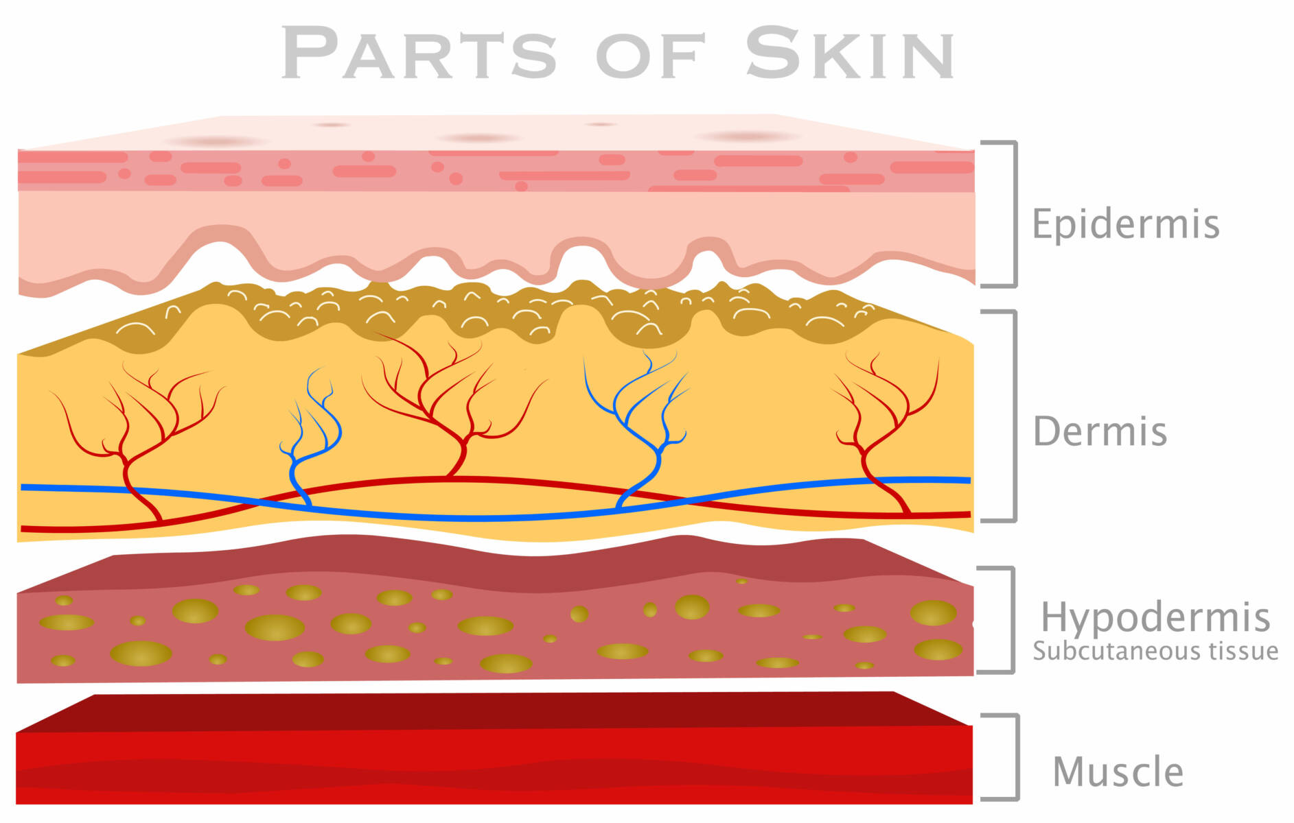 Keeping your Skin Hydrated and Healthy Columbia SkinCare