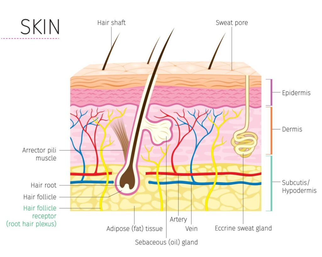 skin layers1